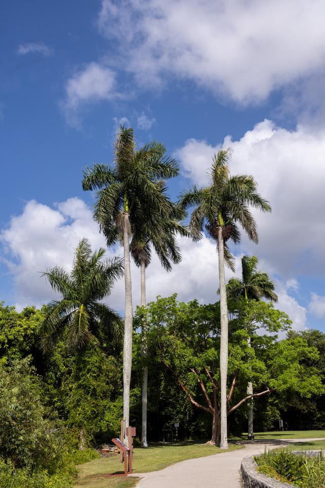 美国国家公园之大沼泽地