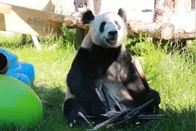 大熊猫丫丫最新“吃播”图片