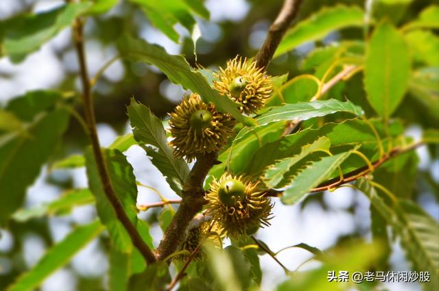 龚家山观景平台——城市森林公园可观日出日落、360度的观景平台