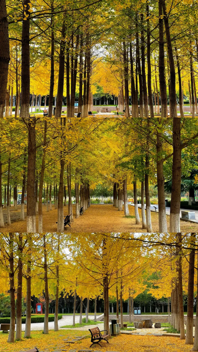 此刻的临沂，把清欢藏进风景里