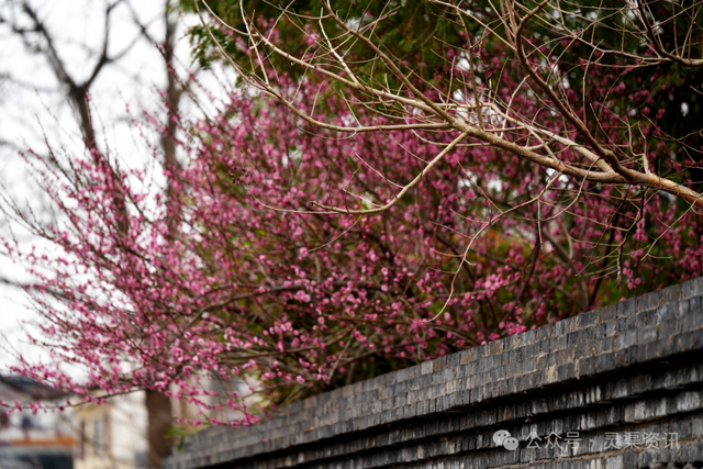 北渠畔的“胭脂雪”！兴安冬日的限定浪漫，美到心巴上~
