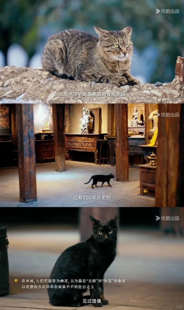 90%人没听过的香巴拉秘境，是最爱猫的咪咪痛城