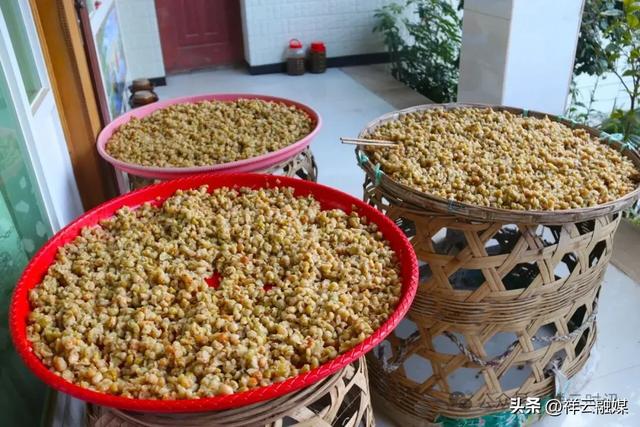 旅居祥云 | 米甸镇：橄榄好吃回味甜