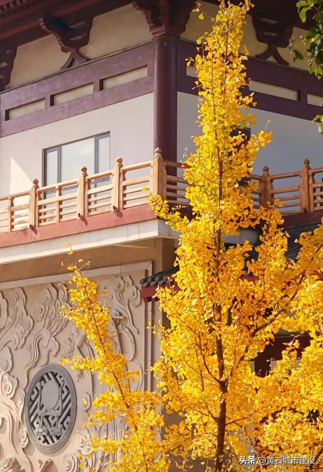 限时绝美!黄石街头颜值巅峰 周末来打卡