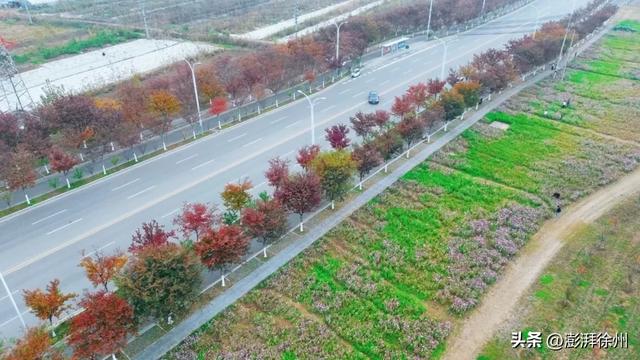 20亩花海，增添邳州暖意