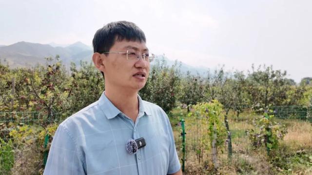 朔州：苹果、西梅熟了