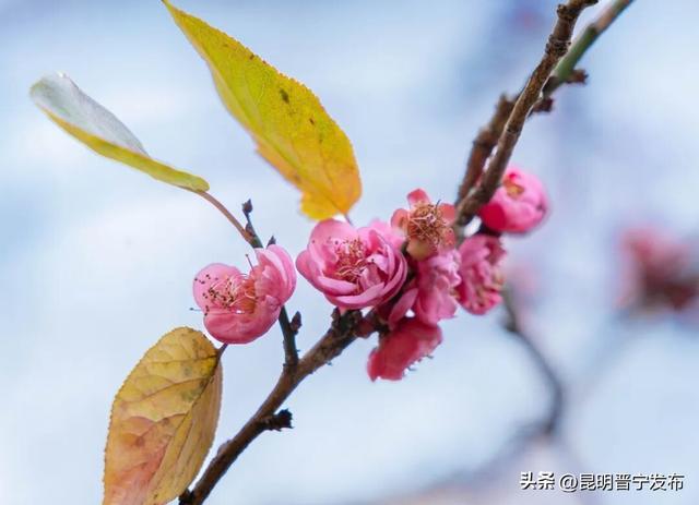 暗香浮动！郑和公园梅花凌寒绽放，这份冬日清幽别错过