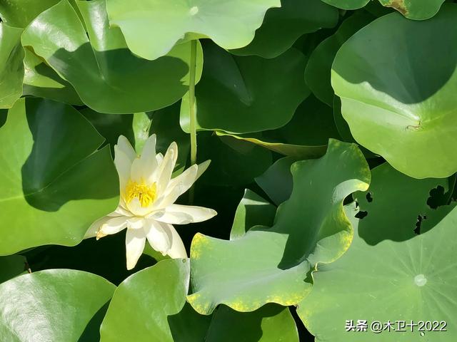 预想中的citywalk被一辆公交车阻断,之后