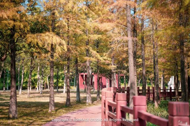 深圳秋日限定:三处落羽杉秘境,邂逅南国绚烂!