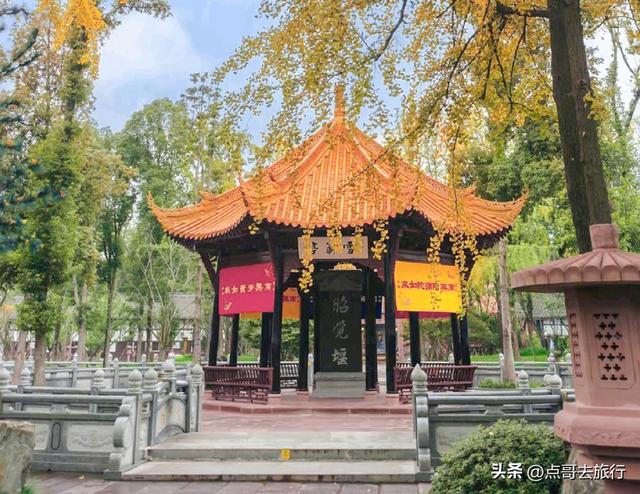 成都市区最美银杏都藏在这里，千年沉淀超级惊艳，公交车直达！
