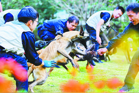 与犬共“舞”21年，是忠诚伙伴，也是亲密战友！图片