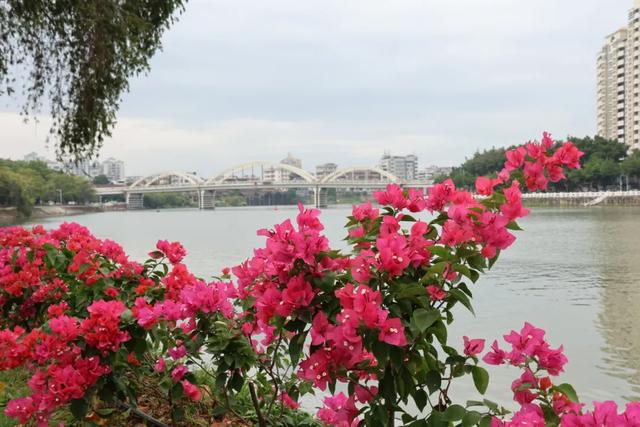 初冬“梅”好时光已至，惠城处处皆“花路”