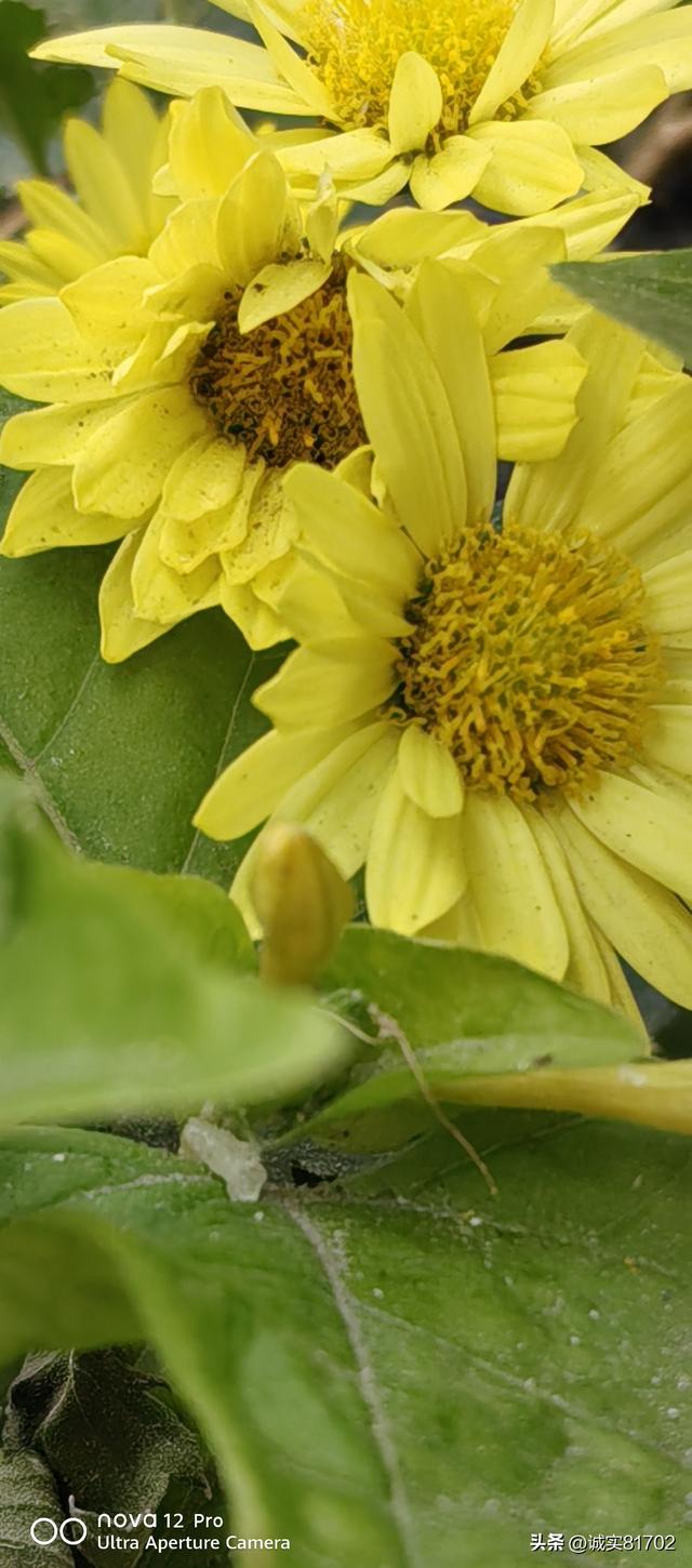 现实版的背信弃义的人，竟然挖了朋友的墙角