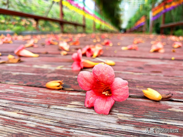 汤阴韩庄：凌霄织夏 花意盈村