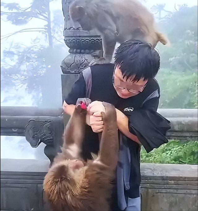 伤害1只也不行！2024年女游客徒步比赛被抓咬，十余只持续3分钟