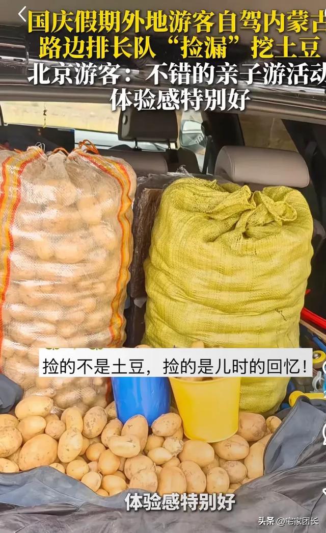 “捡不完，根本捡不完”，内蒙古挖土豆火上热搜！还不用买门票