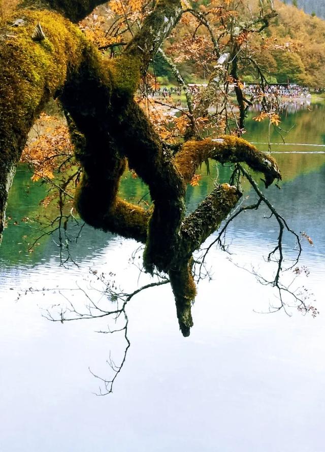 11月必游!九寨沟的绝美秋色,错过等一年!