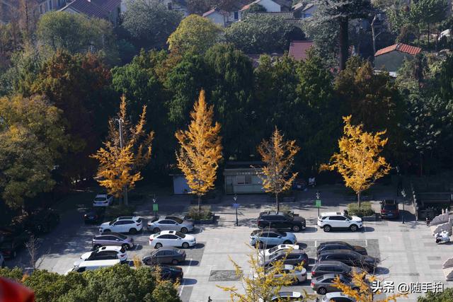 上海：嘉定安亭永安塔俯瞰老街古镇秋色如画