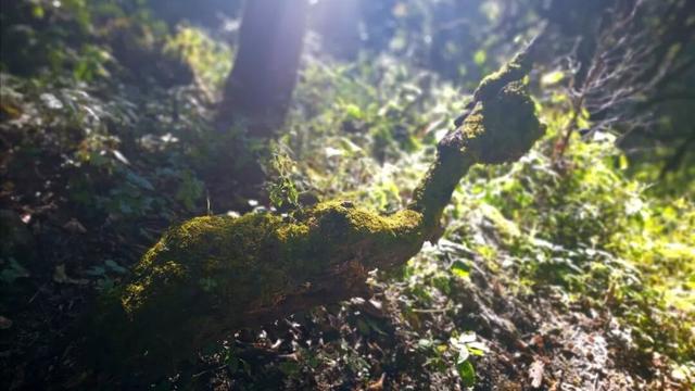 西藏不只有雪山！这片隐秘的江南，是冬季的天然氧吧和避寒仙境。