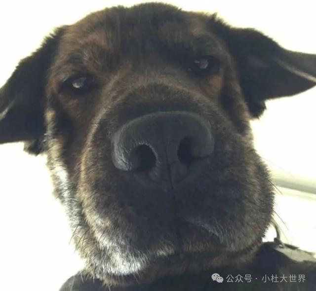 英伦轶事：人与狗