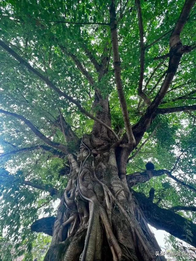 聆听邛崃丨在邛崃，与时光温柔相拥