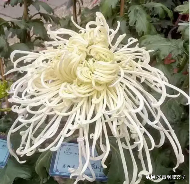 趵突菊韵 锦绣泉城