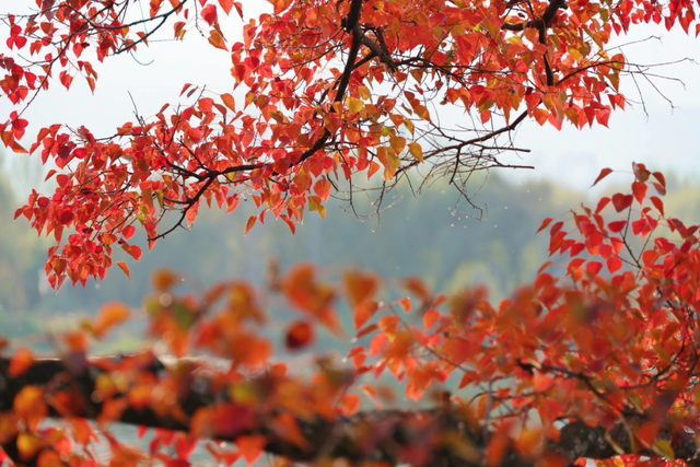 红了！越来越红了！