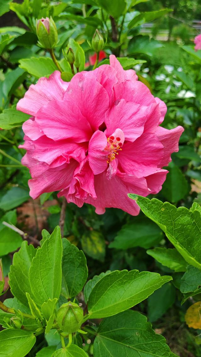 花开一路香
