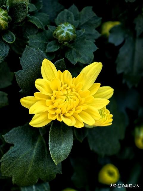 今日爆款文章：《你缺的不是时间，而是心的归处》