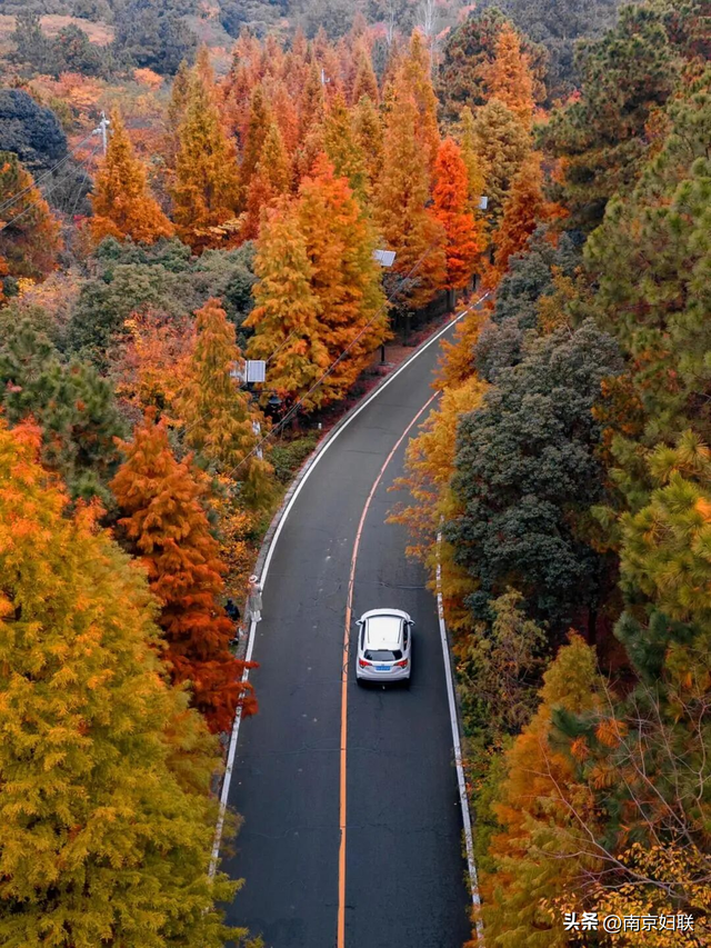 人在南京，红叶正盛，等你来～