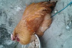 鸡拉白稀便怎么回事？遇到鸡拉白色稀便，可以试试这样做！图片