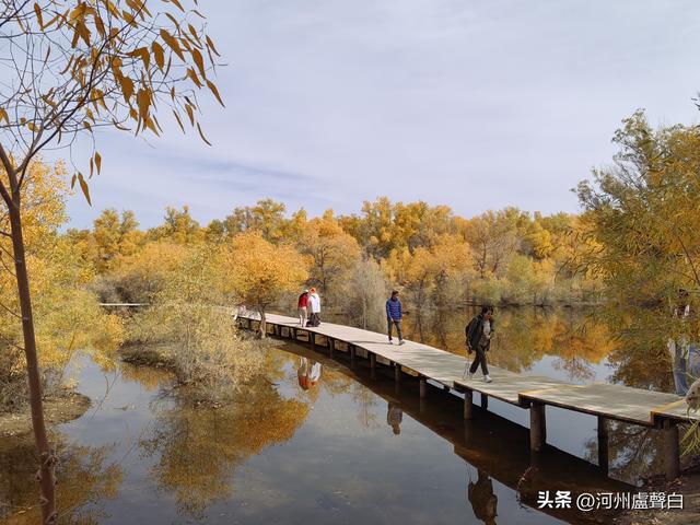 金塔胡杨林