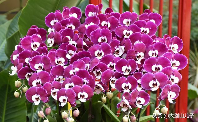 植物园迎春花展免费开放