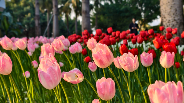 福州春日出游必打卡！农大沙滩公园的郁金香花海，美到令人藏不住