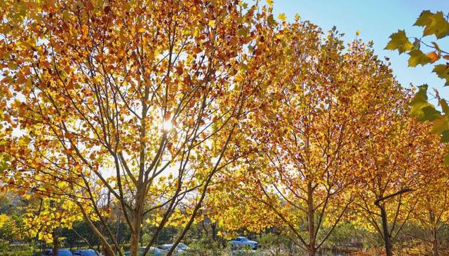 我拼了个“秋”！