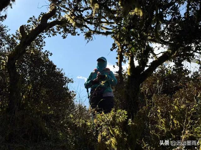 新年登高、祈愿美好,攀登富民金铜盆山,我们用徒步迎接2026