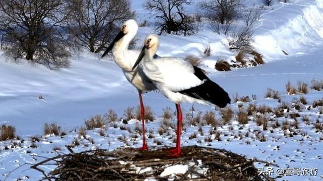 探秘三江腹地的生态明珠：同江八岔岛国家级自然保护区