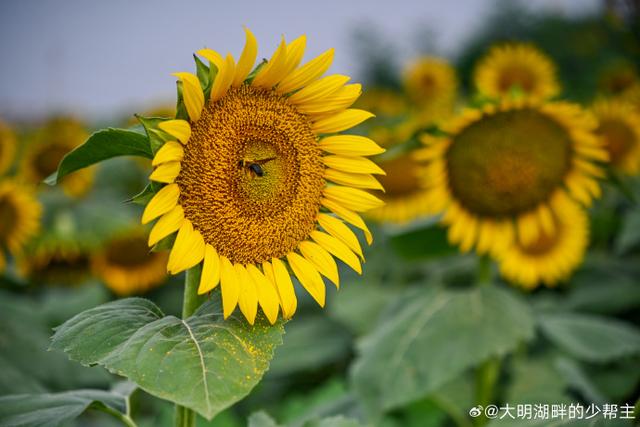 济南至孝堂山“向日葵花海直通车”开通啦，周末来奔赴一场金色浪漫～
