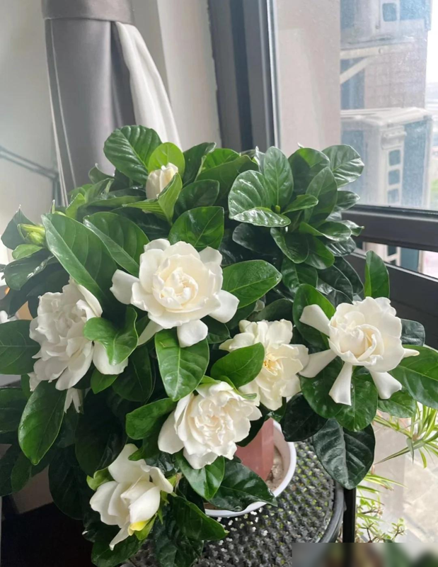 阴花不能进阳宅，家里若有这5种花，请赶紧“搬出去”！