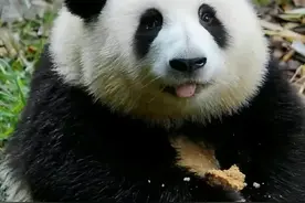 百年前，四川曾遍地老虎，大熊猫为何没被吃绝？图片