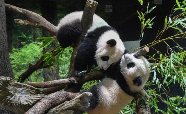 没有商量余地，中国直接收回	，17万日本人泪奔，高市闯祸了！