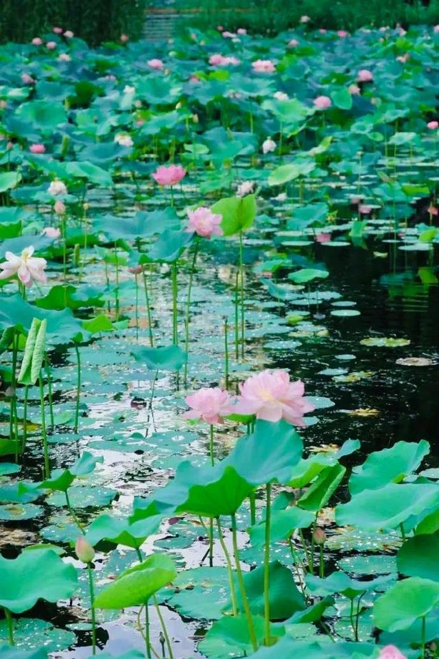 上海1800平荷花秘境免费打卡