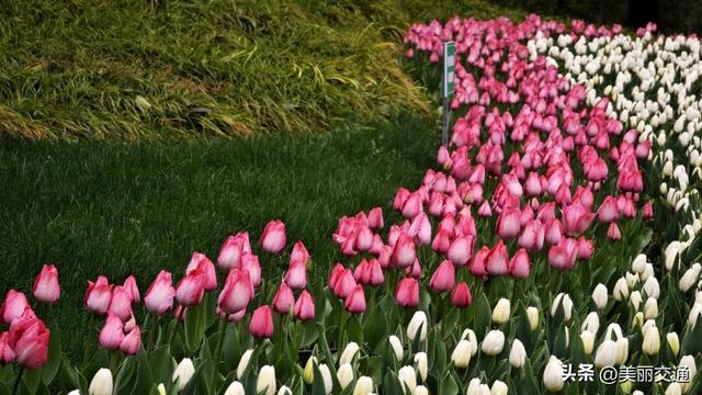 城事新探 | 太子湾郁金香上线，樱花、玉兰争相绽放，杭城这里“含春量”100%🤩🤩🤩