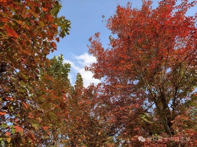绝美！快来崇州收藏这份限定秋色