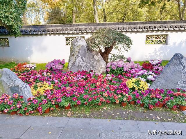 “中山秋韵，菊映盛世”，赏菊南京中山植物园（下）