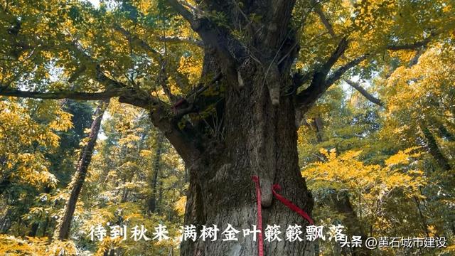 黄石这一山上 藏着一处桃花源