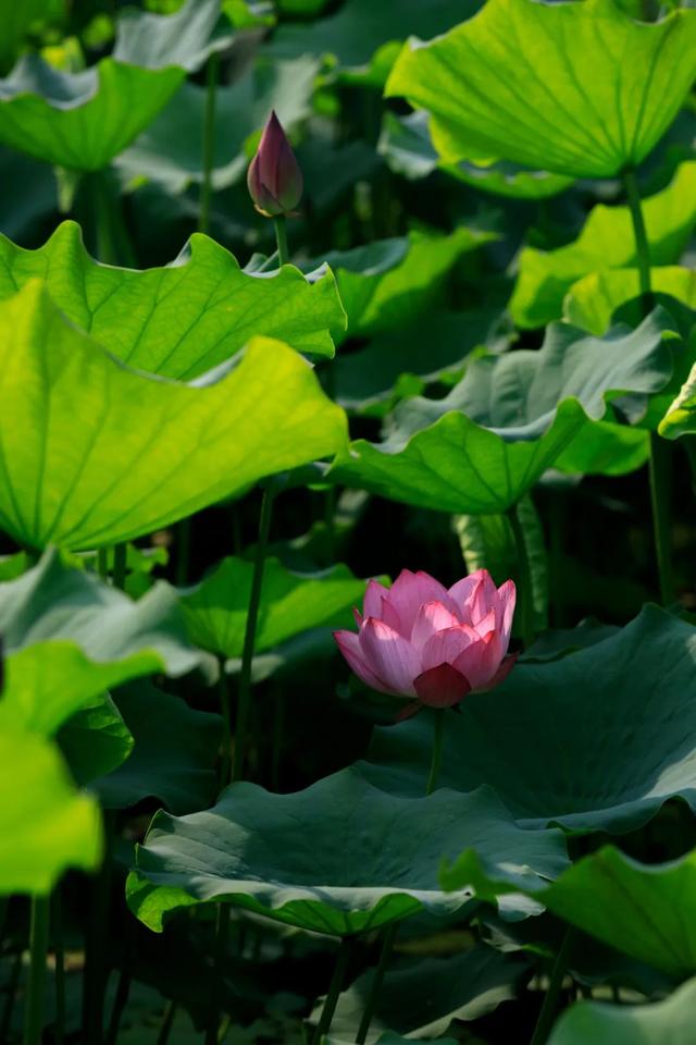 这个暑假，丰台“游”点“不一样”（自然游乐篇）