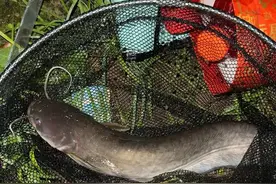 野钓鲶鱼绝杀秘籍！老钓友私藏的"黄金口诀"，夜钓一竿爆护不是梦图片