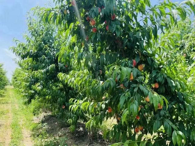 甜蜜来袭！济南这里夏日果缤纷，开启采摘狂欢！
