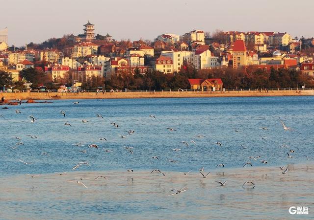 青岛栈桥游人与海鸥同乐 映照冬日最美风光